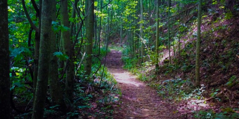 Aska Adventure Area Trail Blue Ridge Georgia