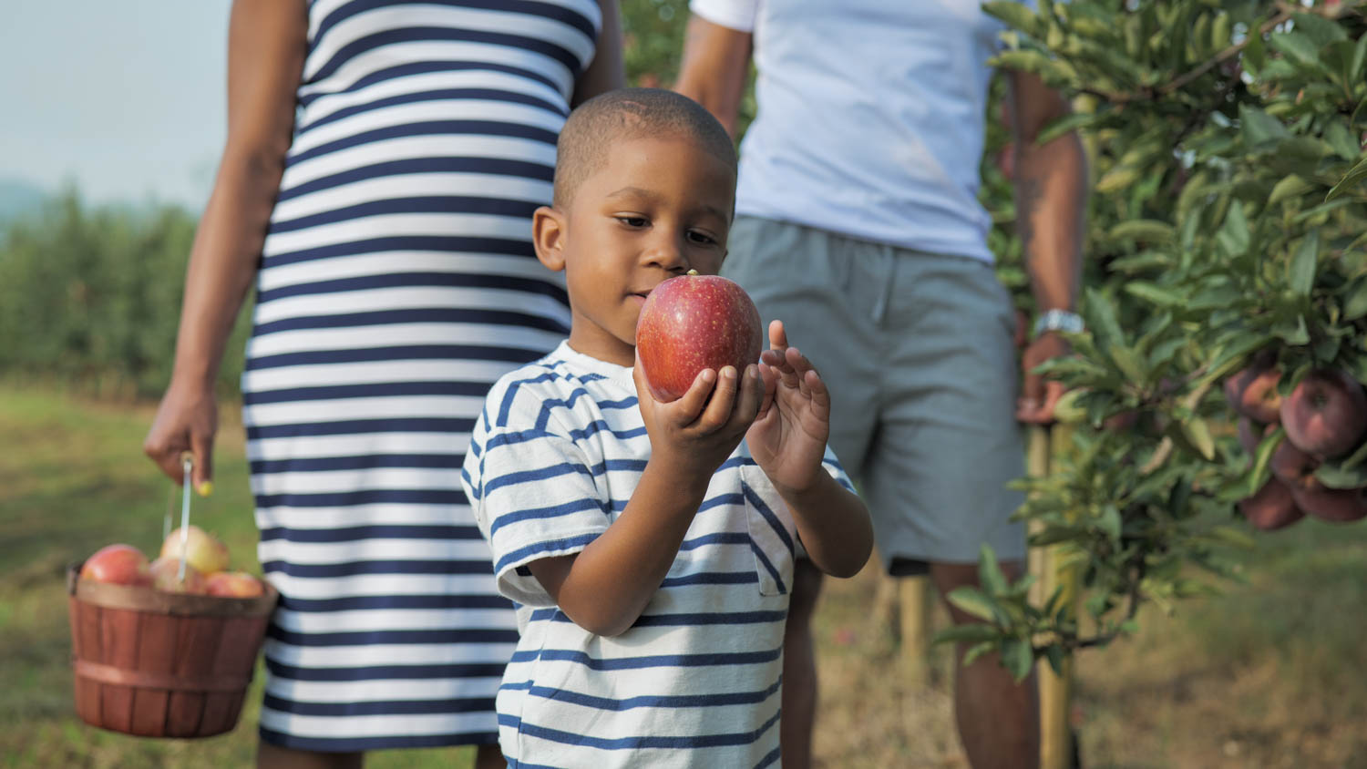 Mercier Orchards Apple Picking Blue Ridge Georgia